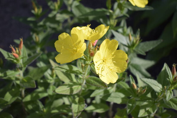 Yellow flowers of perennial enotera close up