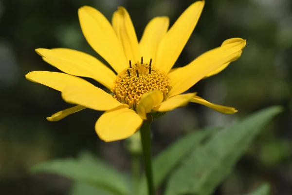 Květinový květ za slunného letního dne — Stock fotografie