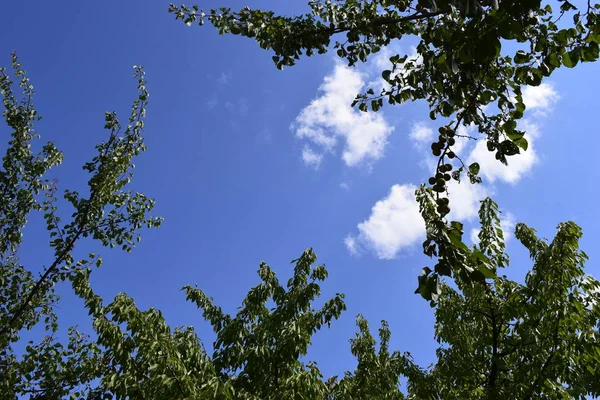 Zielone liście ramki z nieba tła i miejsca kopiowania tekstu — Zdjęcie stockowe