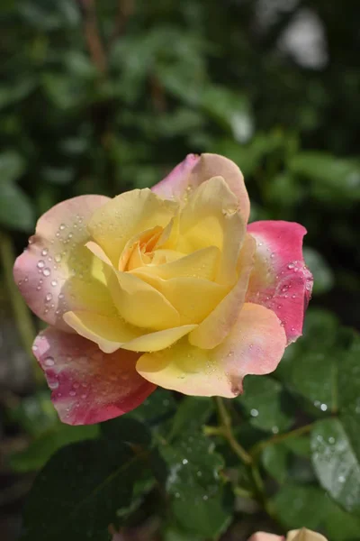 Rose changeante de couleur avec gouttes de rosée . — Photo