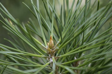 Çam dalı detayı. çam iğnesi yakın