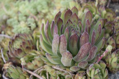 Minyatür sulu bitki. Yakın çekim resimde yeşil kaktüs çiçeği üst görünümü.