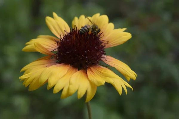 La abeja en una flor Gaillardia aristata (gaillardia común ) — Foto de Stock