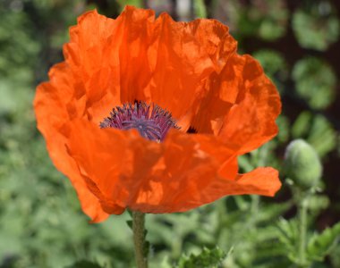 Bahçede kırmızı haşhaş