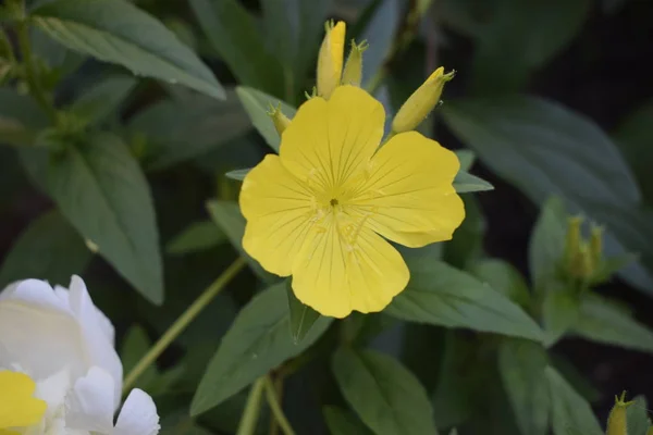 Çok yıllık enotera sarı çiçekler yakın — Stok fotoğraf