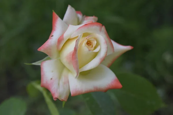 Bella rosa rossa e bianca Bush nel giardino estivo — Foto Stock