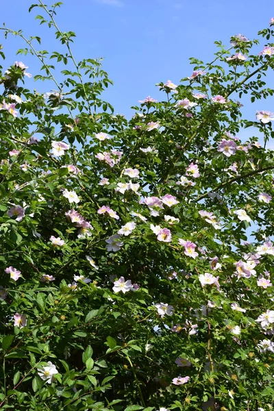 Rosehip bush blooming in spring — Stock Photo, Image