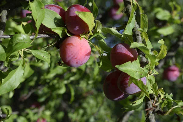 Primer plano de deliciosas ciruelas maduras en la rama del árbol en el jardín —  Fotos de Stock