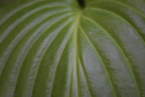 Planta de Hosta en el jardín. Primer plano hojas verdes fondo . — Foto de Stock