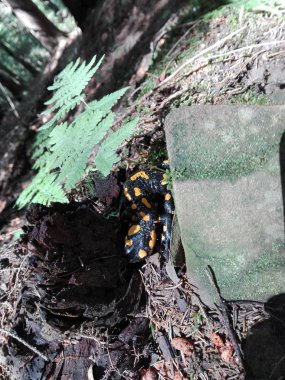 Semender sıradan Ukrayna Kırmızı Kitap listelenir