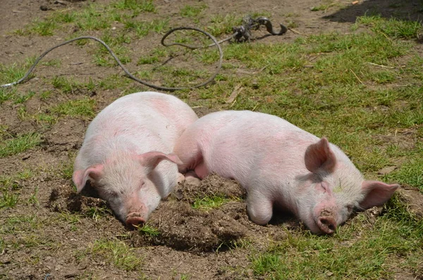 Свиньи Отдыхают Горном Пастбище — стоковое фото