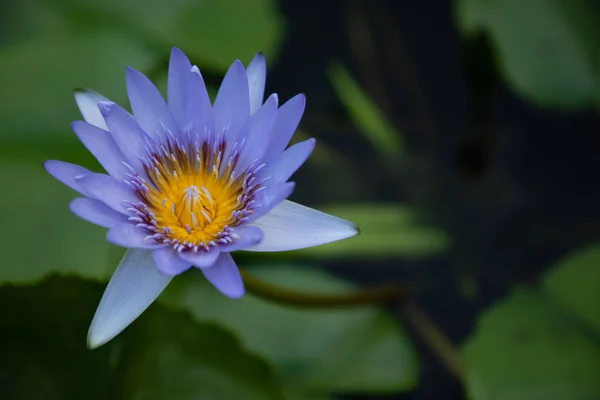 Mavi ve sarı Lotus çiçeği