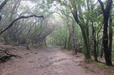 Anaga, Tenerife 'de nemli ve çamurlu bir orman (İspanya)