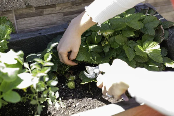 Hermosa mujer cuidando de huerta urbana — Foto de Stock