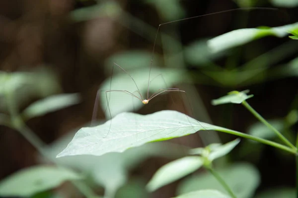 Harvestman spider on a bush branch leaf — Stock Photo, Image