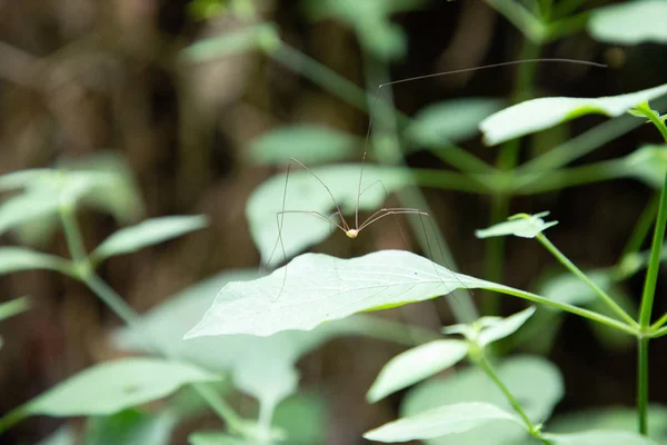 Erntehelfer Spinnen auf einem Buschzweigblatt — Stockfoto