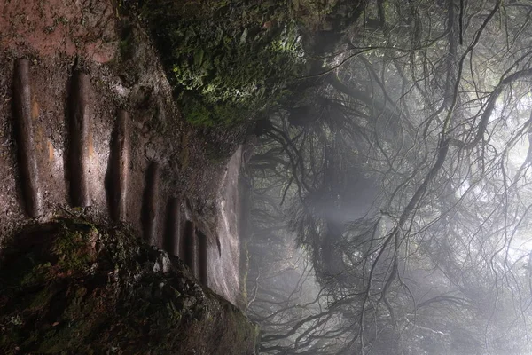 Foggy path in the wet forest