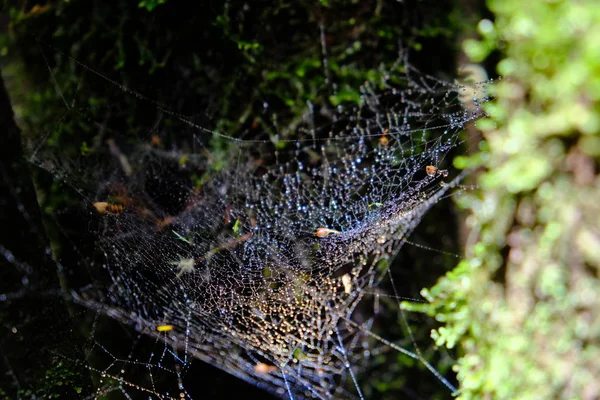 Toile d'araignée sur branche d'arbre — Photo