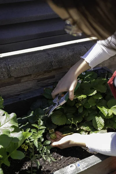 Beautiful woman taking care of urban vegetables garden