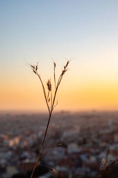Sucha roślina koncentruje się na pierwszym planie z niewyraźne miasto na tle podczas zachodu słońca — Zdjęcie stockowe