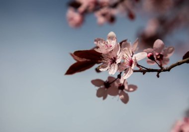 Kiraz çiçeği çiçekleri bulanık arka plan ile yakın