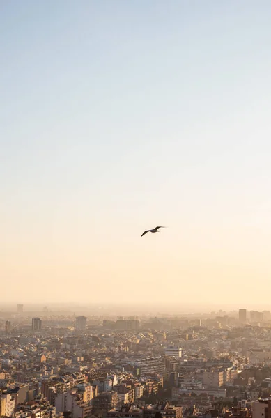 Oiseau survolant la ville de Barcelone et la mer Méditerranée — Photo