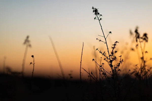 Sunset view with the silhouettes of herbs and plants — Stock Photo, Image