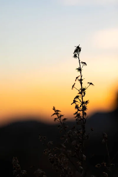 Sunset view with the silhouettes of herbs and plants — Stock Photo, Image