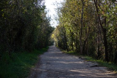 Yeşil ağaçlarla yürüyen bir orman yolunun görünümü