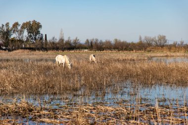 Kuru bir alanda otlayan beyaz bir atın görünümü