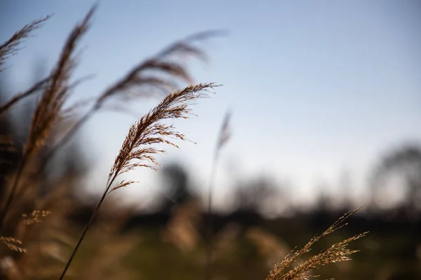 Close up of some heat branches with blue sky — Stock Photo, Image