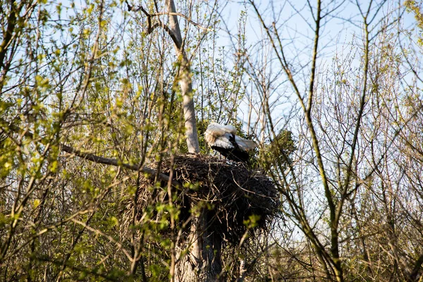 Close view of a Stork cleaning its feathers in its nest — Stock Photo, Image