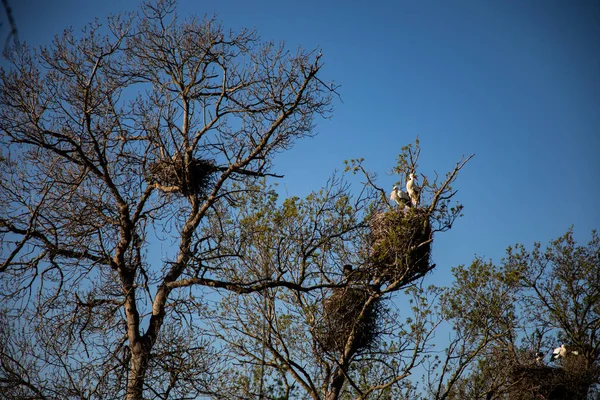 View of an adult stork in its nest with bright blue sky — Stock Photo, Image