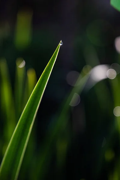水と暗い背景の滴と緑の葉のクローズアップ — ストック写真