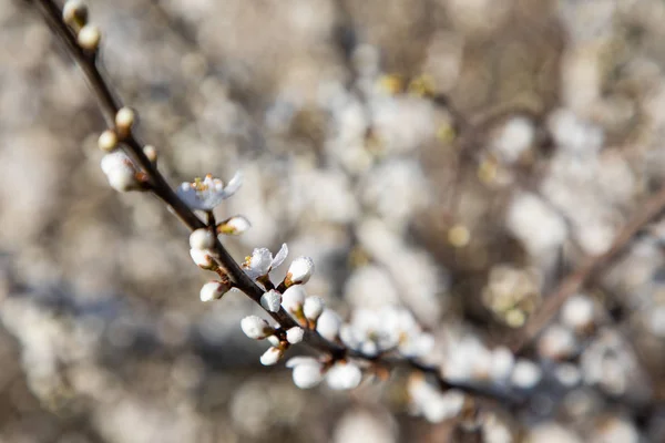 Primer plano de ramas de flor de cerezo —  Fotos de Stock