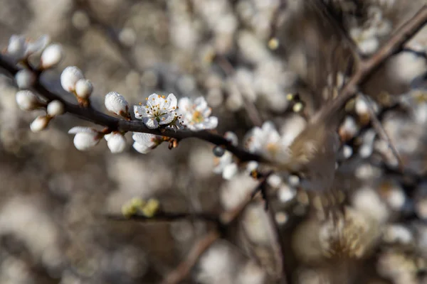 Close up de ramos de flor de cereja — Fotografia de Stock