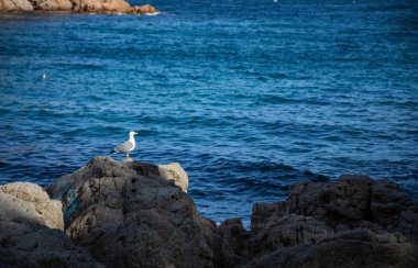 Gün batımında kıyı kayaüzerinde Martı