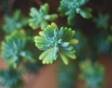 Yeşil bitki kaktüsüst makro görünümü