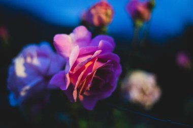 Gece mavi gökyüzü sırasında pembe gül closeup