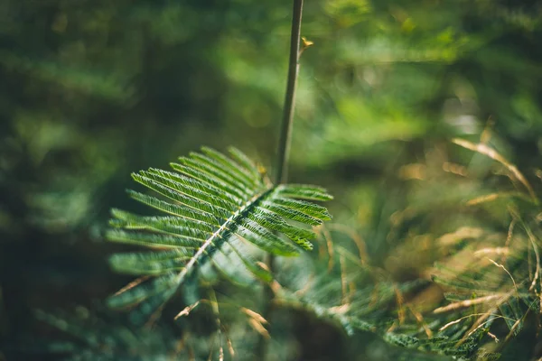グリーン ツリーの葉 — ストック写真