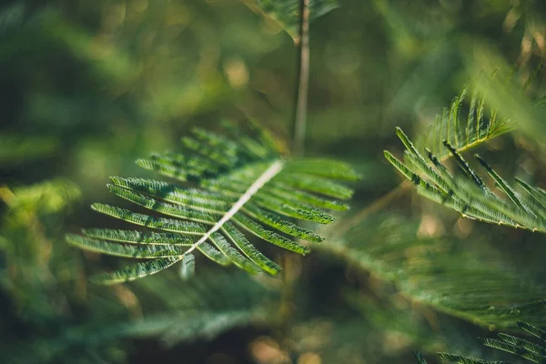 Grünes Baumblatt — Stockfoto