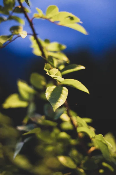 Upplysta gröna blad på natten närbild blå himmel — Stockfoto