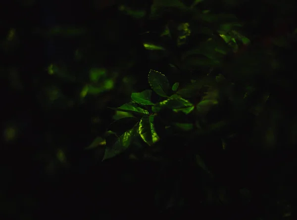 Folhas verdes iluminadas à noite closeup céu azul — Fotografia de Stock