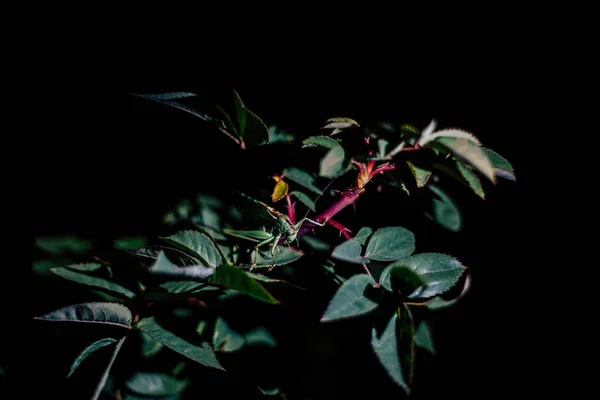 Langosta en rama de árbol durante la noche fondo negro —  Fotos de Stock