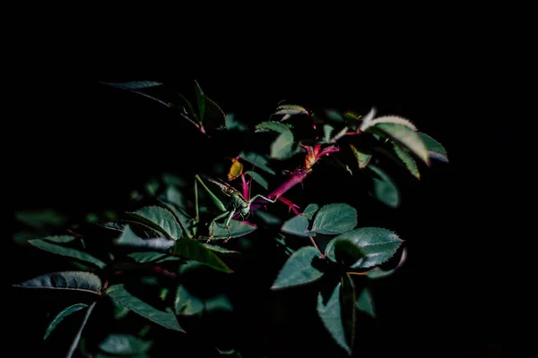 Langosta en rama de árbol durante la noche fondo negro —  Fotos de Stock