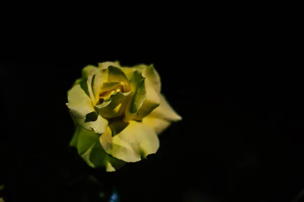 Rosa amarilla con fondo negro por la noche — Foto de Stock
