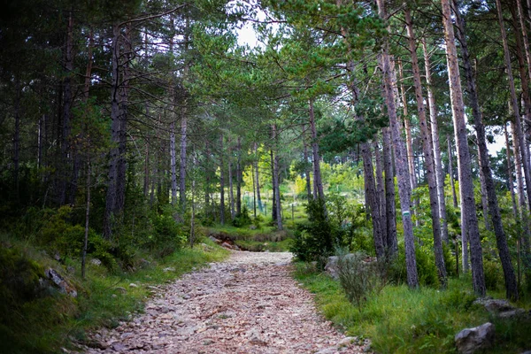 Rocky path into the green pine woods on spring low shot — Stock Photo, Image