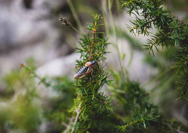 Stor mörk gräshoppa på Bush Branch Macro shot — Stockfoto