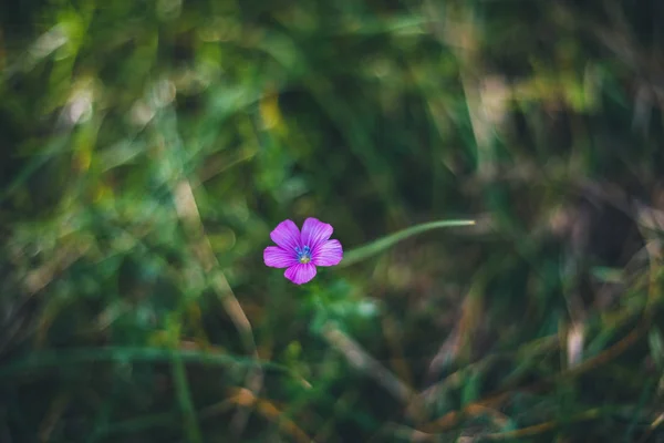 Solitaria flor púrpura en la hierba del prado fondo borroso —  Fotos de Stock
