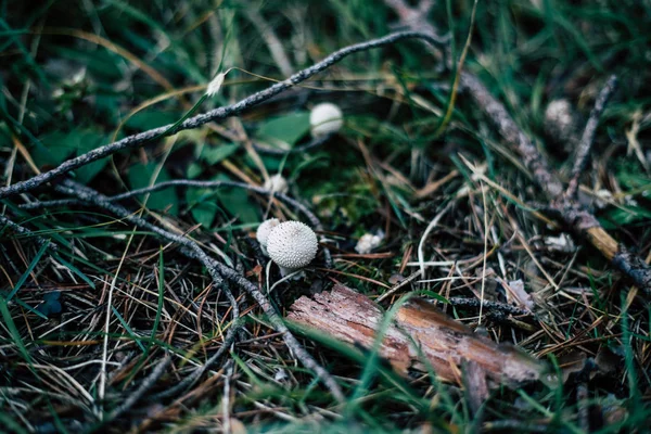 Small puffball mushrooms emerging from the grass and tree branches closeup shot — Stock Photo, Image